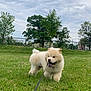 Kuma is registered to the contest to win money with this photo: dog, leash, grass, outdoor, nature, tree, cloudy_sky, pet, canine, animal, playful, greenery, field, happy, walking, fur, fluffy, summer, park, domestic