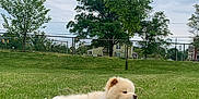 Kuma is registered to the contest to win money with this photo: dog, fluffy, grass, leash, outdoor, field, tree, cloudy_sky, fence, panting, pet, canine, nature, summer, greenery, animal, daytime, relaxed, park, mammal