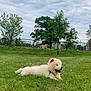 dog, fluffy, grass, leash, outdoor, field, tree, cloudy_sky, fence, panting, pet, canine, nature, summer, greenery, animal, daytime, relaxed, park, mammal