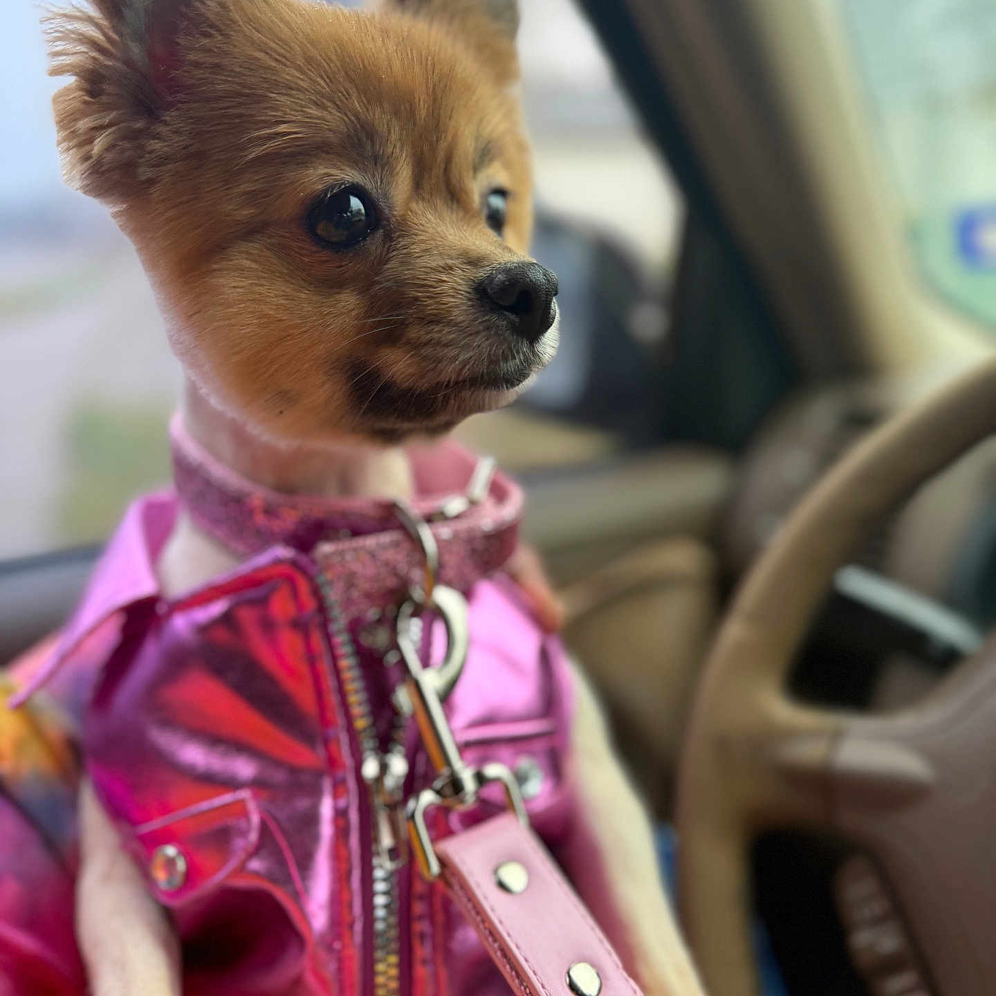 Minnie joined the competition — help win amazing prizes! accessory, animal, car_interior, closeup, collar, cute, dog, domestic_animal, ears, fashion, fur, leash, looking_away, pet, pink_jacket, puppy, seated, side_view, small_dog, window