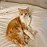cat, ginger_cat, white_bedspread, bed, feline, pet, animal, indoor, relaxed, lying_down, fur, whiskers, ears, paws, cute, comfort, resting, domestic_cat, cozy, soft