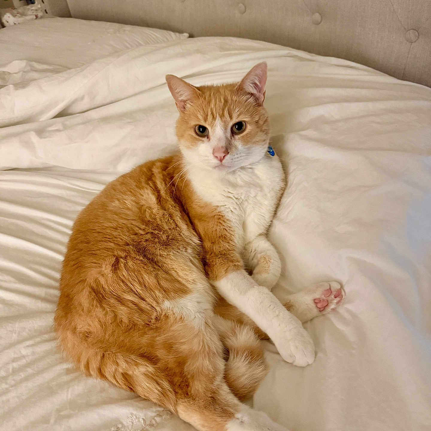 Cheeto joined the competition — help win amazing prizes! cat, ginger_cat, white_bedspread, bed, feline, pet, animal, indoor, relaxed, lying_down, fur, whiskers, ears, paws, cute, comfort, resting, domestic_cat, cozy, soft
