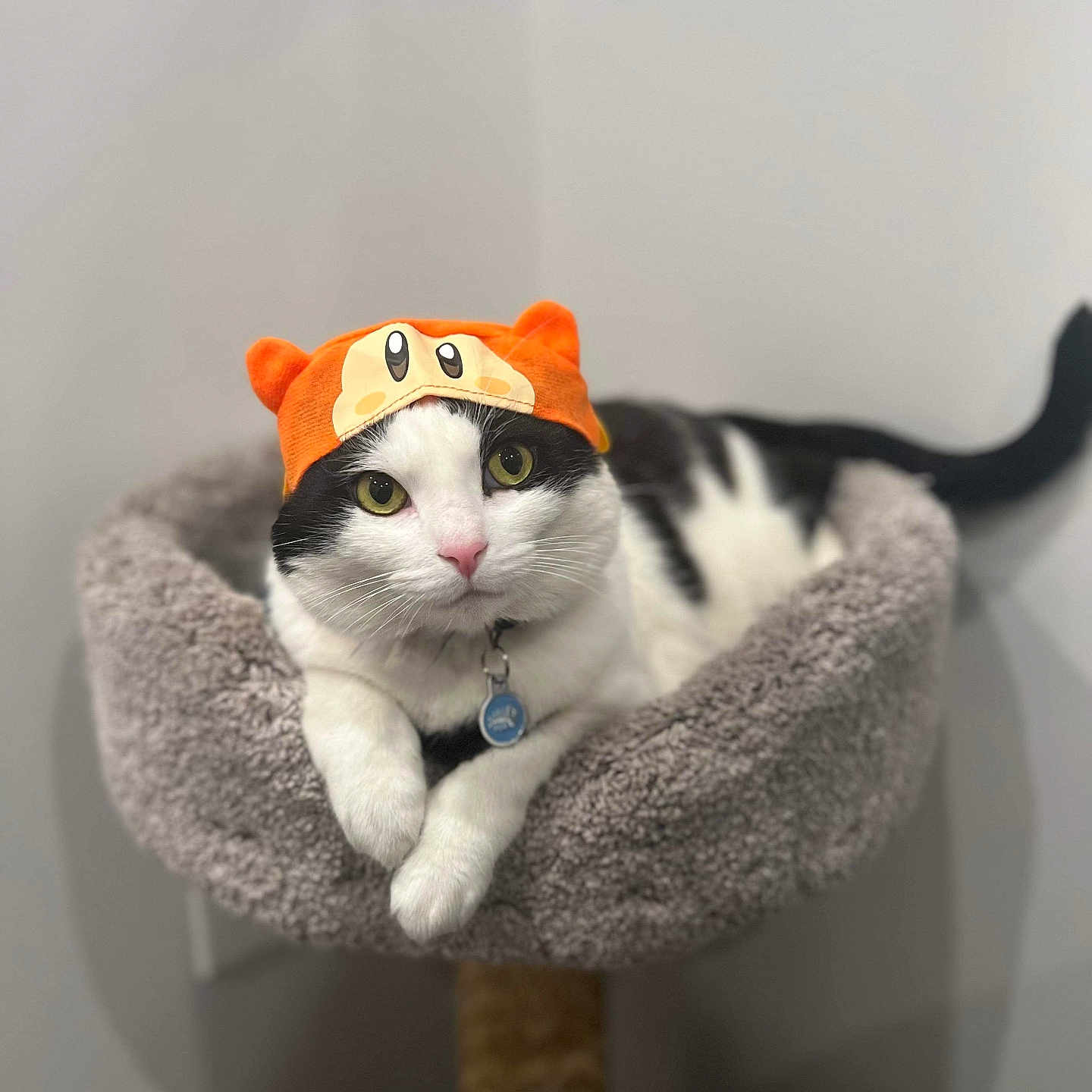 Miyuki joined the competition — help win amazing prizes! abyssinian, angora, animal, blanket, canine, cat, chair, clothing, cushion, egyptiancat, furniture, hat, homedecor, indoors, kitten, manx, person, pet, plush, toy