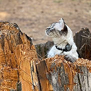 Ash is registered to the contest to win money with this photo: cat, tree_stump, outdoor, animal, nature, fur, blue_eyes, wood, curious, pet, closeup, wildlife, brown, grey, texture, forest_floor, collar, focus, profile, daylight