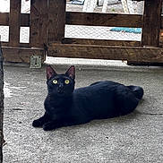 Abou a rejoint le concours — aidez-le/la à gagner de superbes lots ! cat, black_cat, animal, pet, outdoor, fence, wooden_fence, concrete, green_eyes, alert, lying_down, resting, quiet, nature, domestic_animal, mammal, curious, fur, whiskers, daylight