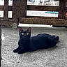 alert, animal, black_cat, cat, concrete, curious, daylight, domestic_animal, fence, fur, green_eyes, lying_down, mammal, nature, outdoor, pet, quiet, resting, whiskers, wooden_fence