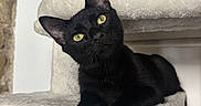 Abou a rejoint le concours — aidez-le/la à gagner de superbes lots ! animal, black_cat, cat, cat_tree, close_up, curious, cute, domestic_animal, feline, fur, head_tilt, indoor, paw, pet, plush, relaxed, resting, soft_texture, whiskers, yellow_eyes