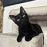 Abou a rejoint le concours — aidez-le/la à gagner de superbes lots ! cat, black_cat, cat_tree, pet, animal, feline, indoor, yellow_eyes, fur, curious, cute, resting, plush, soft_texture, head_tilt, close_up, whiskers, paw, domestic_animal, relaxed