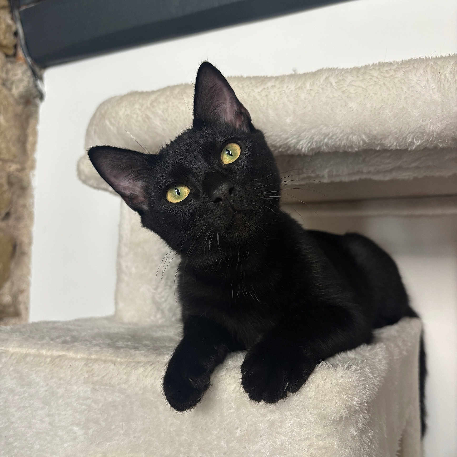 Abou a rejoint le concours — aidez-le/la à gagner de superbes lots ! cat, black_cat, cat_tree, pet, animal, feline, indoor, yellow_eyes, fur, curious, cute, resting, plush, soft_texture, head_tilt, close_up, whiskers, paw, domestic_animal, relaxed