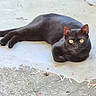 alert, animal, black_cat, cat, concrete, daylight, ears, feline, fur, lying_down, nature, outdoor, pet, quiet, relaxed, street, tail, watchful, whiskers, yellow_eyes