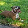 dog, grass, collar, outdoor, panting, sunlight, happy, pet, animal, brown, white, nature, canine, tongue_out, resting, summer, greenery, sidewalk, daytime, playful