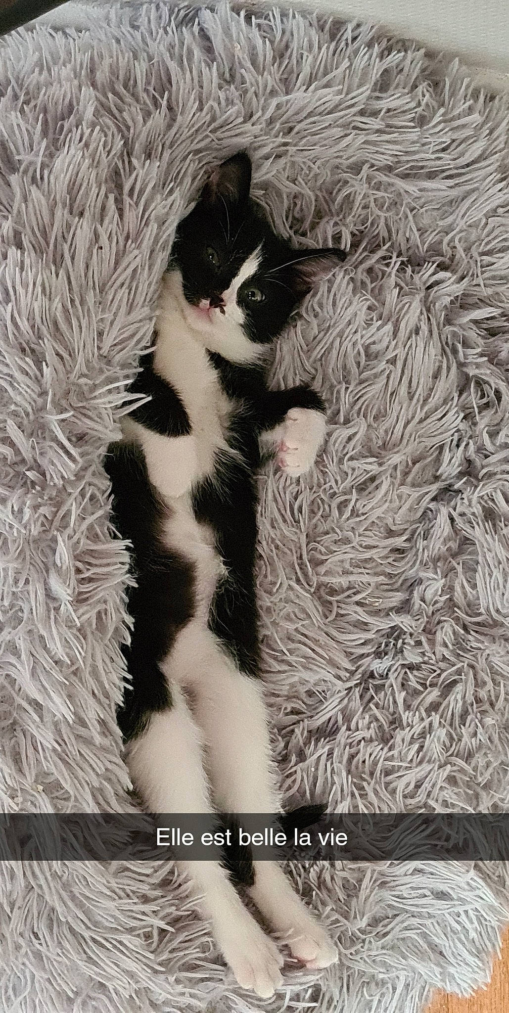 Ohana a rejoint le concours — aidez-le/la à gagner de superbes lots ! carnivore, cat, claw, comfort, domestic_short_haired_cat, felidae, flooring, foot, fur, grass, human_leg, monochrome, monochrome_photography, pattern, paw, small_to_medium_sized_cats, style, tail, terrestrial_animal, whiskers