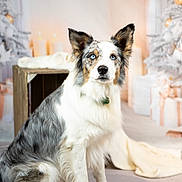 Snow a rejoint le concours — aidez-le/la à gagner de superbes lots ! dog, blue_eyes, sitting, fluffy_coat, indoor, holiday_decor, candles, blanket, wrapped_gifts, wooden_crate, white, gray, brown, fur, pet, portrait, calm, festive, decor, attentive