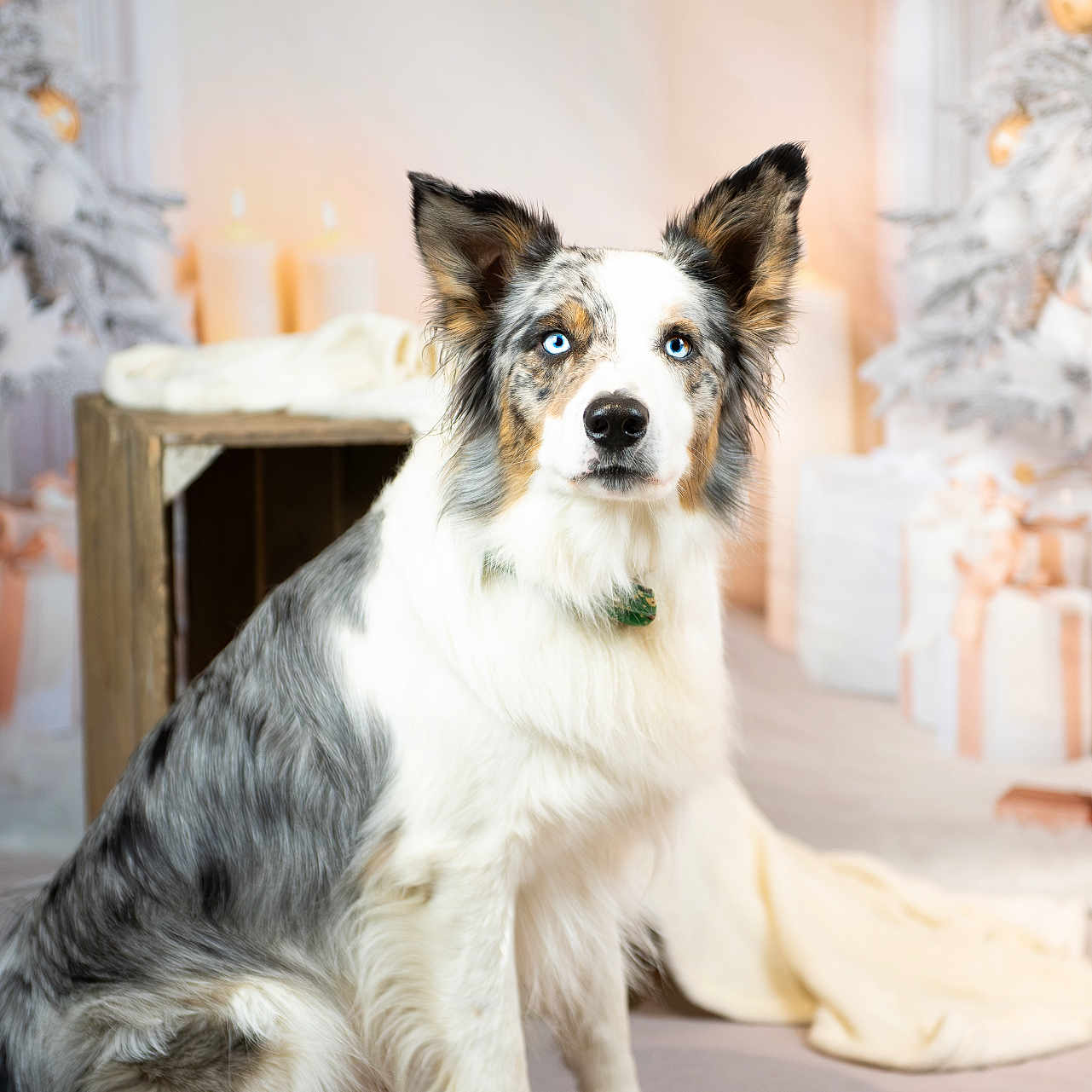 Snow a rejoint le concours — aidez-le/la à gagner de superbes lots ! dog, blue_eyes, sitting, fluffy_coat, indoor, holiday_decor, candles, blanket, wrapped_gifts, wooden_crate, white, gray, brown, fur, pet, portrait, calm, festive, decor, attentive