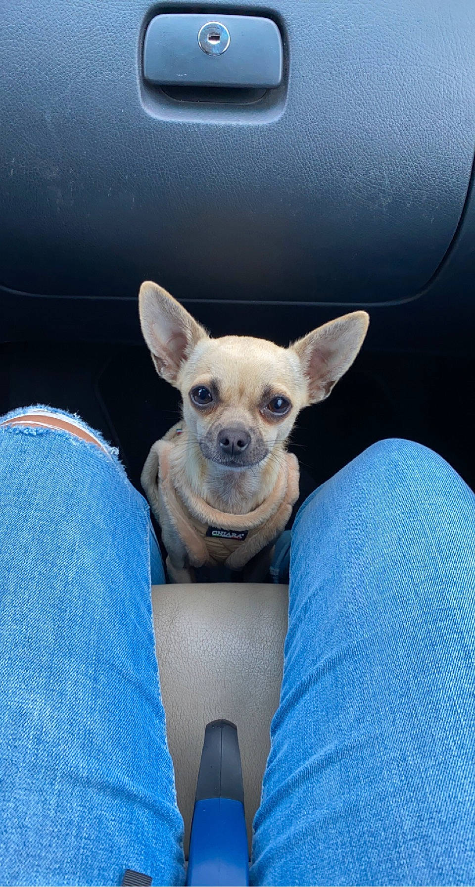 Guizmo a rejoint le concours — aidez-le/la à gagner de superbes lots ! auto_part, canidae, carnivore, comfort, companion_dog, dog, dog_breed, dog_supply, ear, electric_blue, eye, fawn, grey, head, human_body, light, snout, sporting_group, toy_dog, whiskers