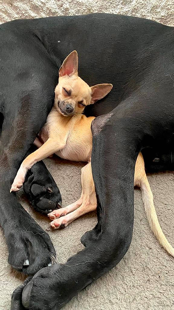 Guizmo a rejoint le concours — aidez-le/la à gagner de superbes lots ! canidae, carnivore, comfort, companion_dog, dog, dog_breed, ear, fawn, felidae, foot, head, human_body, mammal, paw, snout, tail, terrestrial_animal, toy_dog, vertebrate, whiskers