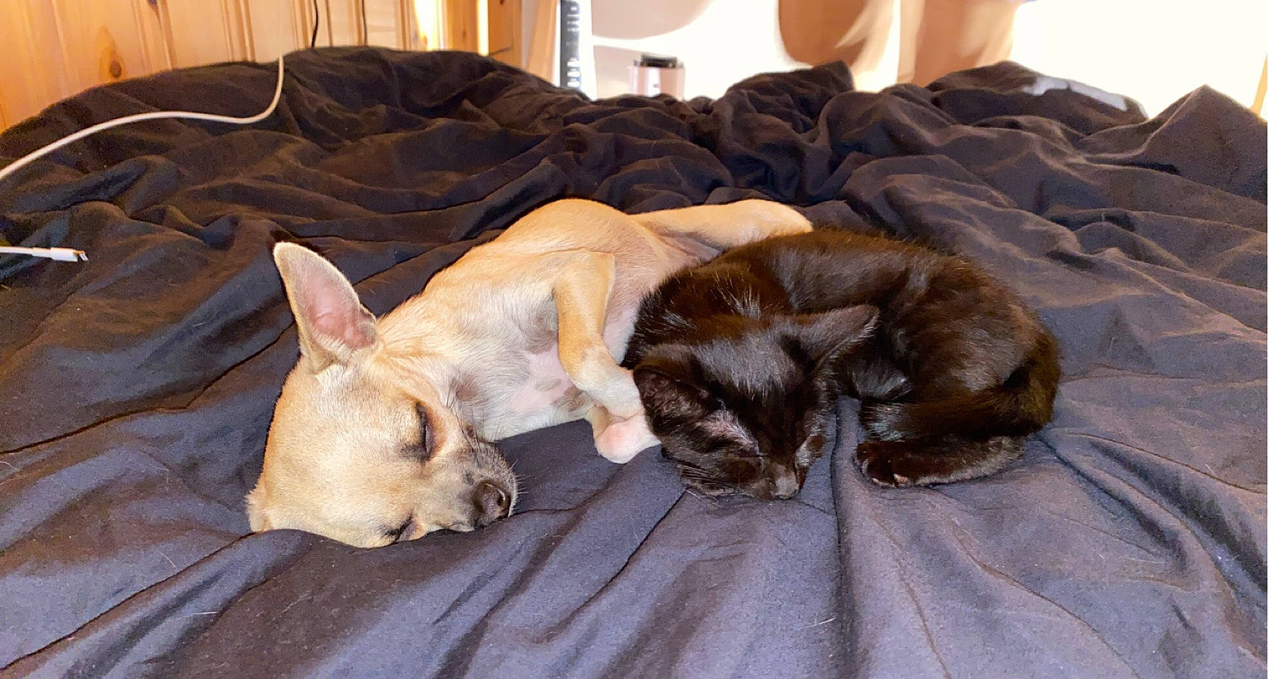 Guizmo a rejoint le concours — aidez-le/la à gagner de superbes lots ! canidae, carnivore, cat, comfort, companion_dog, dog, dog_breed, fawn, felidae, fur, liver, nap, small_to_medium_sized_cats, snout, sporting_group, tail, terrestrial_animal, toy_dog, whiskers, working_animal