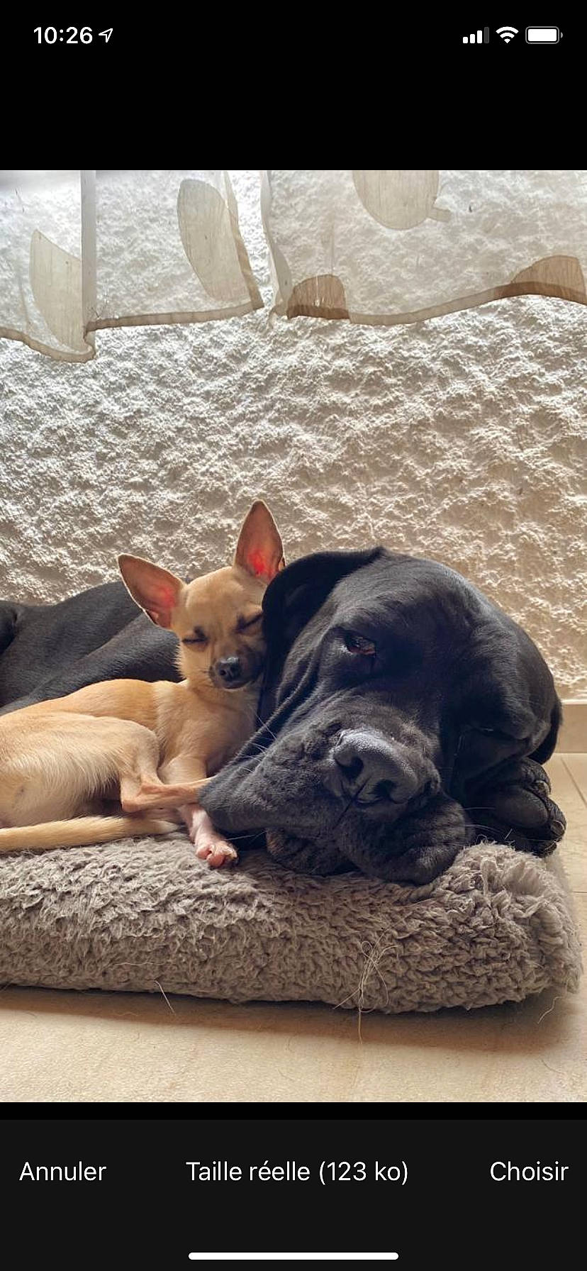 Guizmo participe au concours pour gagner de l'argent avec cette photo : canidae, carnivore, comfort, companion_dog, dog, dog_breed, dog_supply, fawn, guard_dog, liver, mammal, nap, paw, snout, sporting_group, tail, toy_dog, vertebrate, whiskers, working_animal