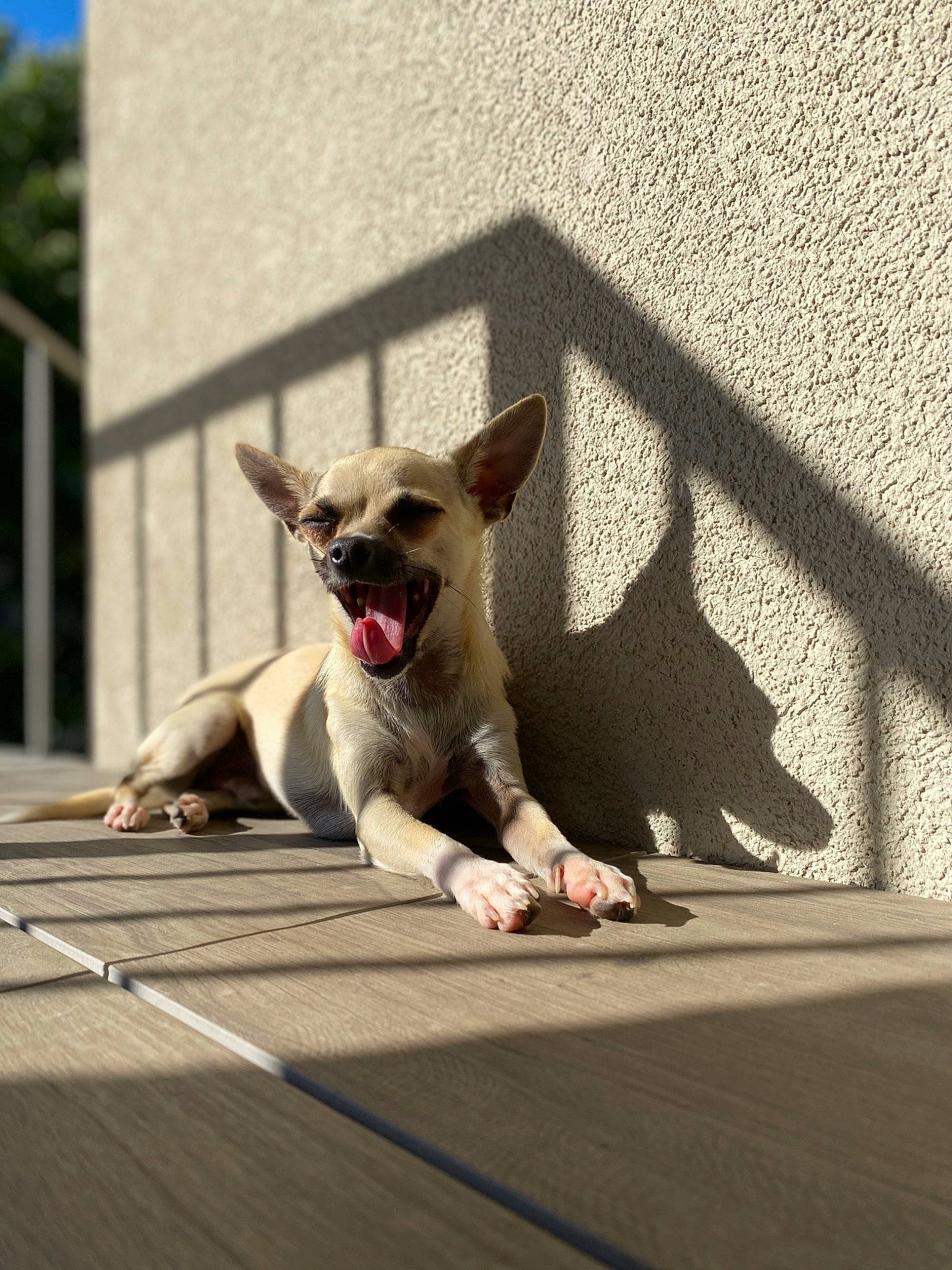 Guizmo a rejoint le concours — aidez-le/la à gagner de superbes lots ! carnivore, collar, companion_dog, dog, dog_breed, fawn, felidae, floor, flooring, grey, mammal, paw, road_surface, small_to_medium_sized_cats, snout, tail, tints_and_shades, vertebrate, whiskers, working_animal