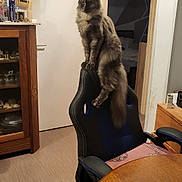 Ora participe au concours pour gagner de l'argent avec cette photo : cat, chair, furniture, indoor, wooden_table, cabinet, door, photograph, wall, floor, pet, animal, home, room, black, blue, fluffy, long_tail, domestic, curious