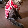 Ora participe au concours pour gagner de l'argent avec cette photo : cat, feline, pet, animal, sweater, red, white, reindeer_pattern, holiday_clothing, indoor, wooden_floor, fur, long_hair, tail, sitting, looking_at_camera, yellow_eyes, cute, festive, domestic_cat