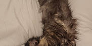 Ora participe au concours pour gagner de l'argent avec cette photo : cat, tortoiseshell, fluffy, pet, feline, relaxed, sleepy, white_background, stretched_out, fur, paw, whiskers, ears, tail, indoor, cozy, animal, mammal, cute, resting
