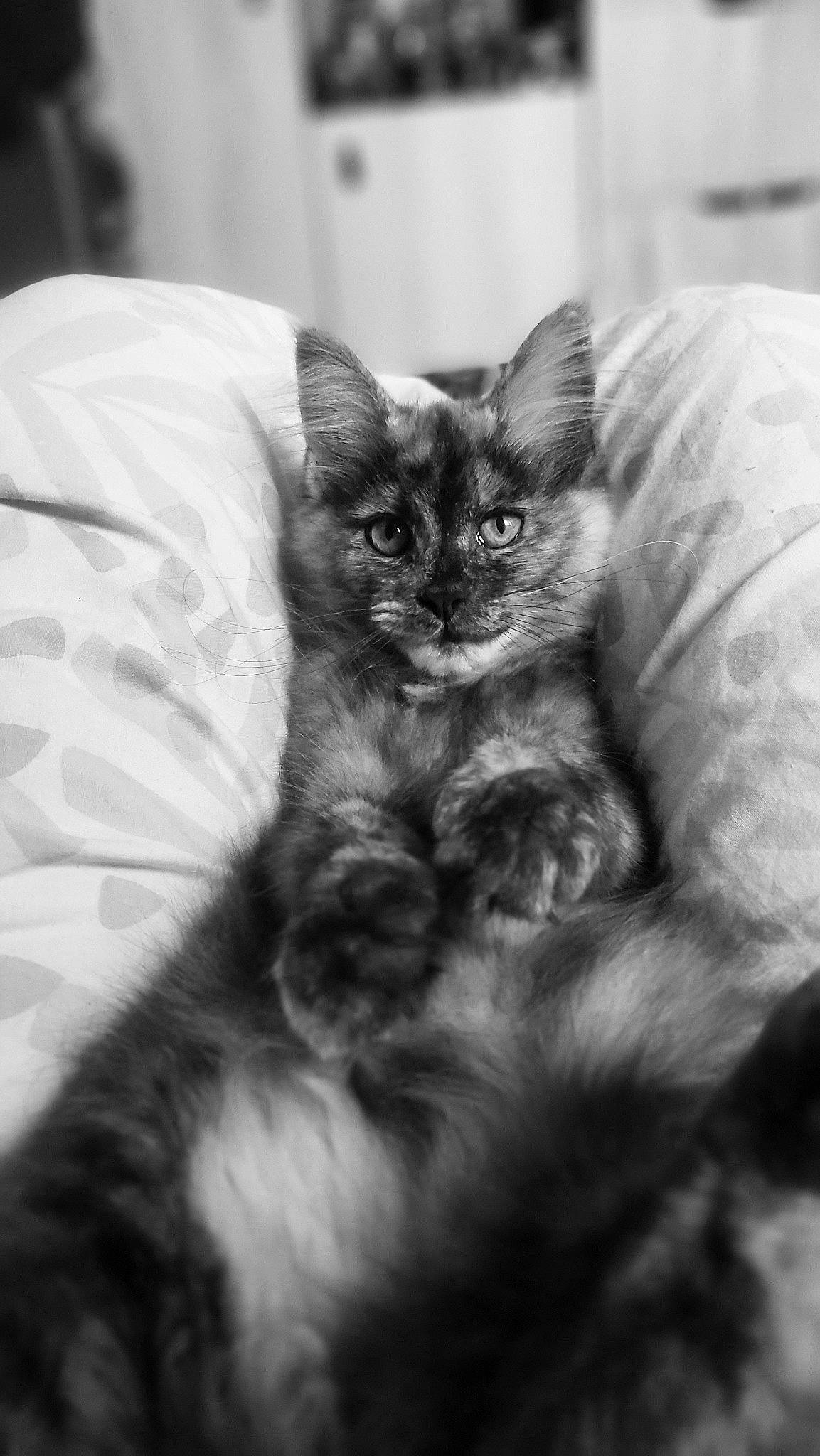 Ora participe au concours pour gagner de l'argent avec cette photo : black_and_white, carnivore, cat, claw, comfort, couch, domestic_short_haired_cat, felidae, fur, grey, monochrome, monochrome_photography, paw, sitting, small_to_medium_sized_cats, snout, style, tail, terrestrial_animal, whiskers