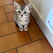 Athena a rejoint le concours — aidez-le/la à gagner de superbes lots ! kitten, cat, pet, animal, indoor, floor, tile, striped, small, cute, sitting, fur, ears, whiskers, young, domestic, curious, gray, black, white