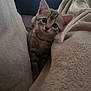 Athena a rejoint le concours — aidez-le/la à gagner de superbes lots ! kitten, cat, tabby, pet, cute, indoor, cozy, blanket, cushion, sofa, fur, young, curious, animal, small, whiskers, ears, eyes, resting, comfort