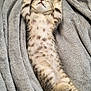 Athena a rejoint le concours — aidez-le/la à gagner de superbes lots ! kitten, cat, sleeping, stretching, spotted, fur, paws, blanket, soft_texture, cozy, relaxing, indoor, pet, animal, cute, adorable, resting, whiskers, tail, nap