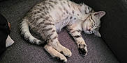 Athena participe au concours pour gagner de l'argent avec cette photo : kitten, cat, sleeping, resting, feline, pet, animal, cozy, couch, indoor, fur, cute, whiskers, paw, relaxation, domestic, tabby, young, adorable, nap