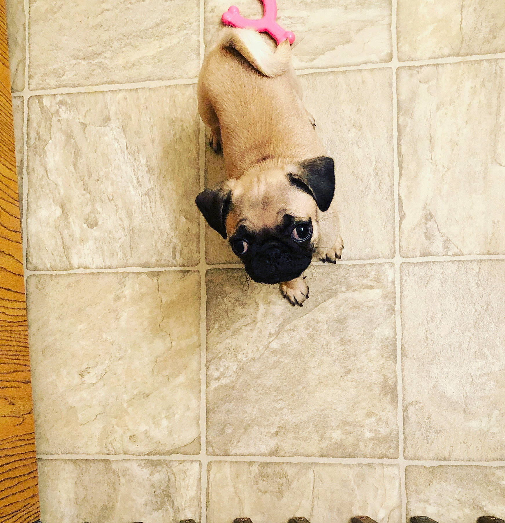 Mellie joined the competition — help win amazing prizes! beige, canidae, carnivore, companion_dog, dog, dog_breed, english_mastiff, fawn, floor, flooring, french_bulldog, pug, puggle, puppy, snout, tile, toy_dog