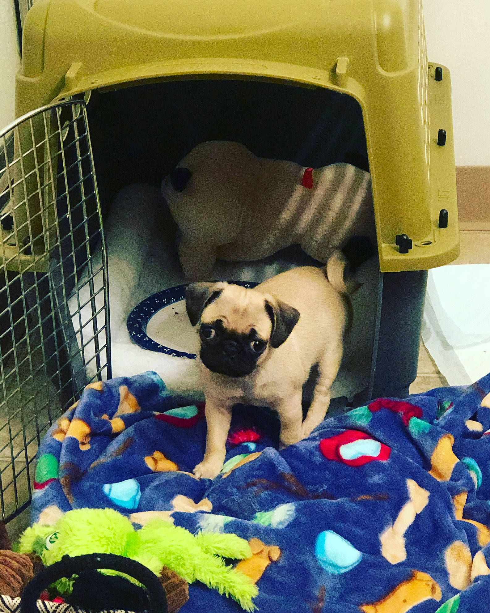 Mellie is registered to the contest to win money with this photo: animal_shelter, canidae, carnivore, companion_dog, dog, dog_bed, dog_breed, dog_crate, dog_supply, fawn, kennel, pet_supply, pug, puppy, toy_dog