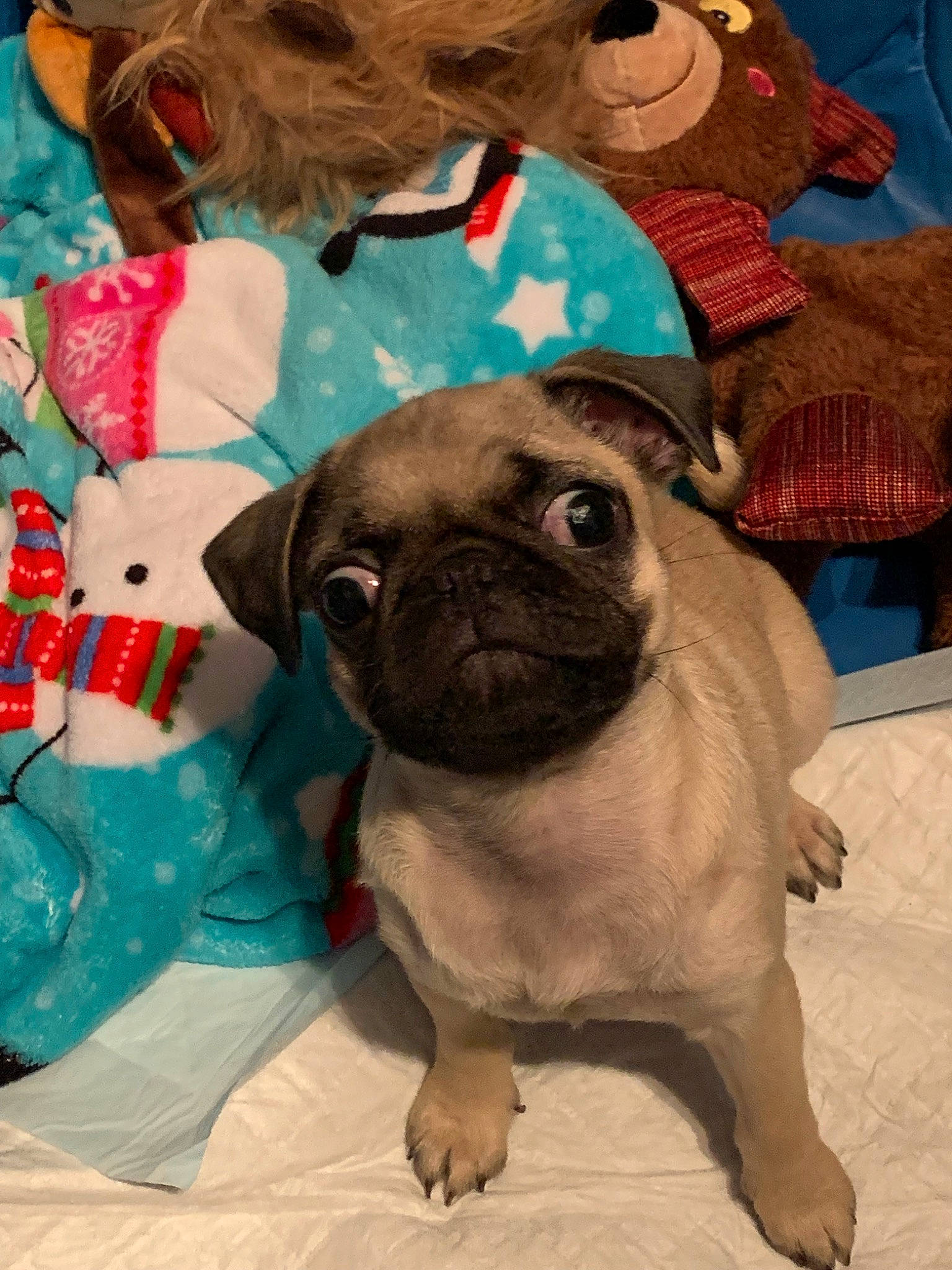 Mellie is registered to the contest to win money with this photo: ancient_dog_breeds, canidae, carnivore, companion_dog, dog, dog_breed, fawn, french_bulldog, mammal, pug, puppy, puppy_love, skin, snout, toy_dog, vertebrate, wrinkle
