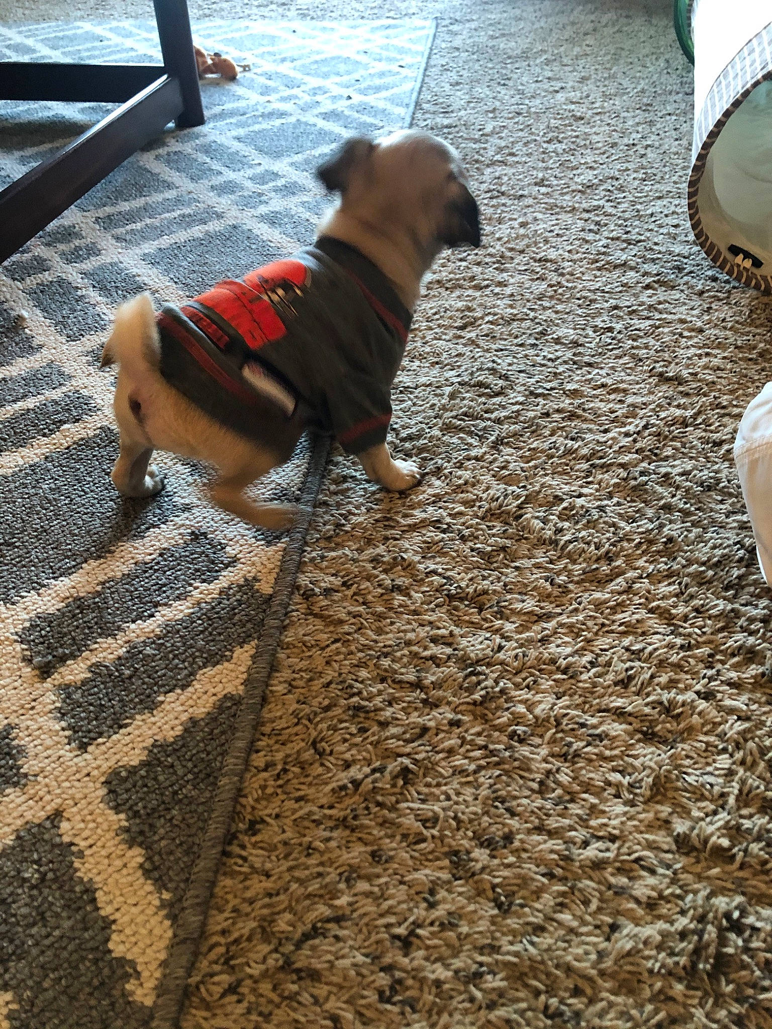 Mellie is registered to the contest to win money with this photo: canidae, carnivore, companion_dog, dog, dog_breed, dog_clothes, dog_walking, fawn, floor, leash, pug, sand, shadow, sidewalk, vacation