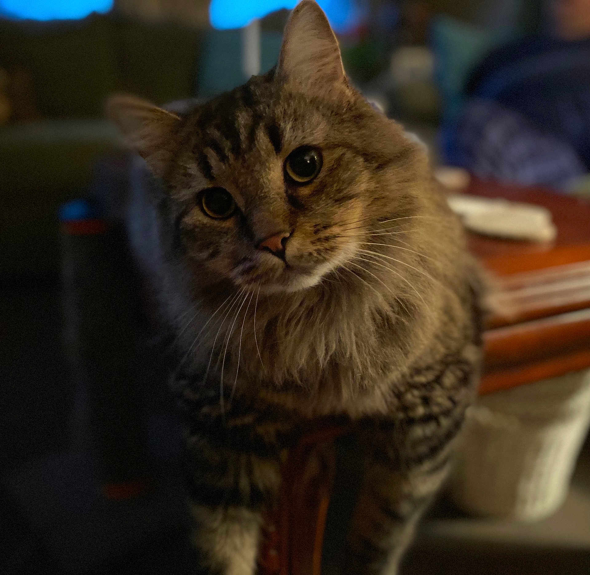 Forest joined the competition — help win amazing prizes! cat, tabby, fluffy, curious, indoor, pet, animal, feline, whiskers, ears, wooden_table, soft_light, blurred_background, domestic, closeup, portrait, cute, fur, head_tilt, cozy