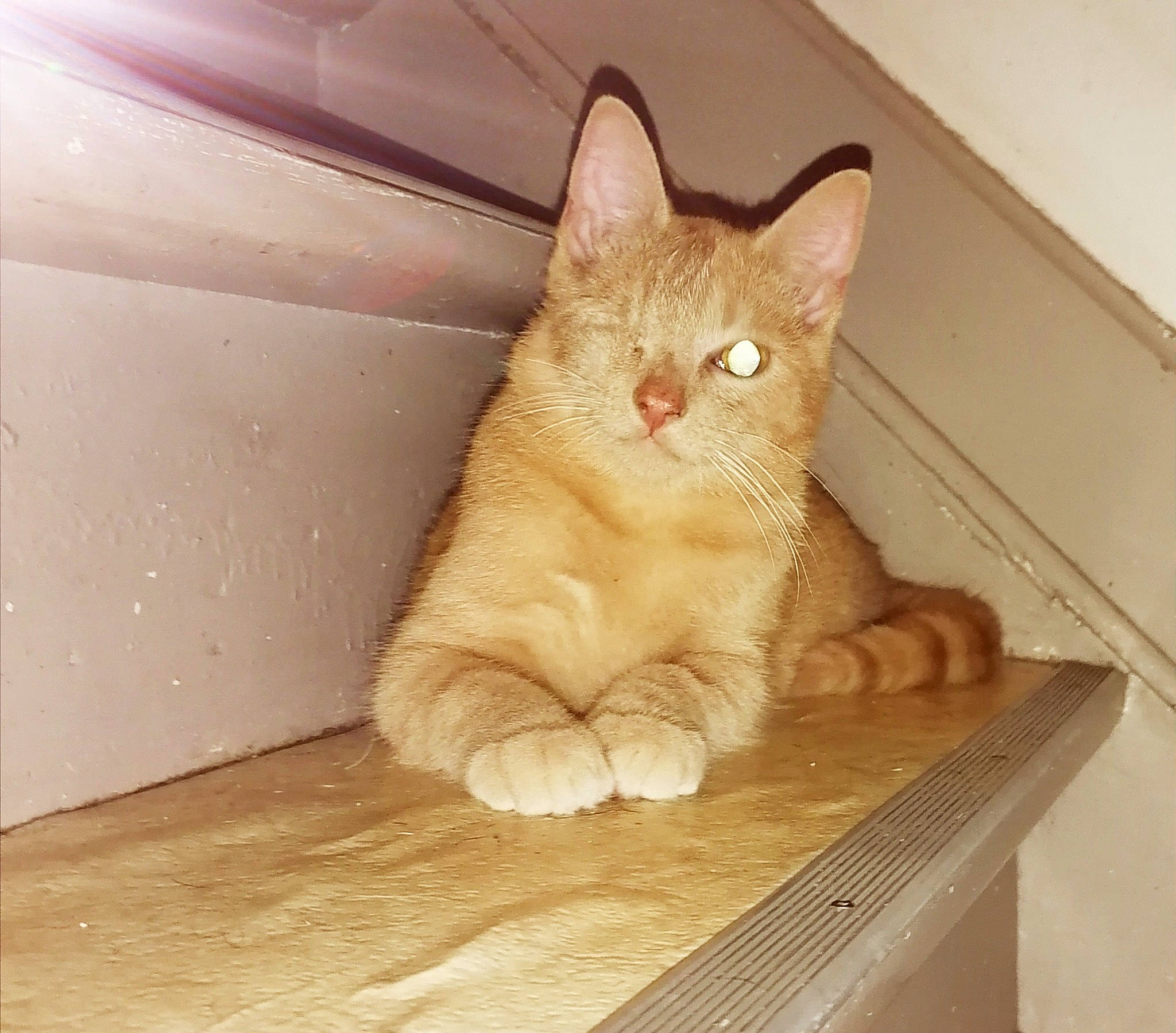 Mafia a rejoint le concours — aidez-le/la à gagner de superbes lots ! carnivore, cat, claw, comfort, domestic_short_haired_cat, fawn, felidae, floor, flooring, foot, fur, hardwood, paw, sitting, small_to_medium_sized_cats, snout, tail, terrestrial_animal, whiskers, wood