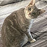 cat, gray_tabby, pet, animal, feline, indoor, bed, blanket, striped, cute, curious, whiskers, ears, green_eyes, sitting, fur, paw, domestic, cozy, portrait