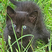 Salem is registered to the contest to win money with this photo: animal, black_kitten, blue_eyes, cat, close_up, curious, cute, ears, feline, fur, grass, greenery, kitten, nature, outdoor, pet, playful, tail, whiskers, young_animal