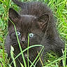 animal, black_kitten, blue_eyes, cat, close_up, curious, cute, ears, feline, fur, grass, greenery, kitten, nature, outdoor, pet, playful, tail, whiskers, young_animal
