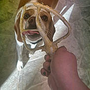 Sofie joined the competition — help win amazing prizes! dog, beagle, tongue, licking, mixer_attachment, batter, hand, nail_polish, floor, tile_floor, pet, playful, brown_and_white, curious, indoor, kitchen, closeup, animal, domestic_dog, canine