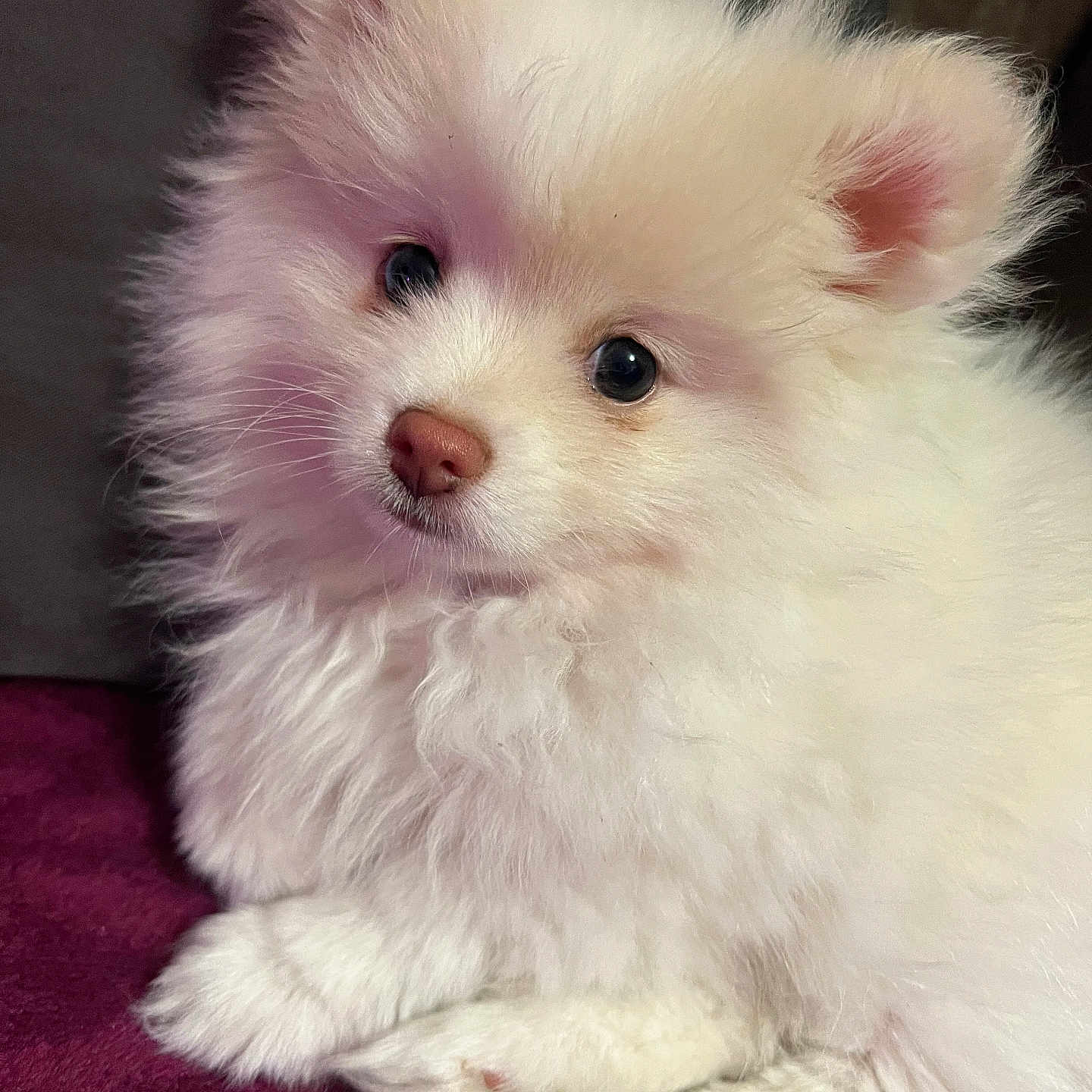 Bianca