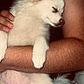 dog, white_dog, sleeping, fluffy, pet, animal, person, arms, hand, beard, closeup, indoor, resting, cute, fur, companionship, relaxation, cuddle, comfort, portrait