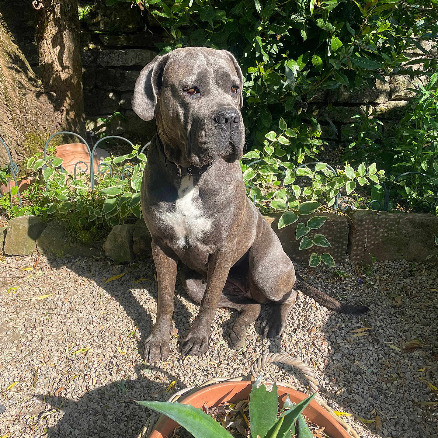 Uana participe au concours pour gagner de l'argent avec cette photo : canine, collar, daylight, dog, garden, gravel, greenery, leaf, nature, outdoor, pet, plant, pot, quiet, shadow, sitting, stone_wall, sunlight, tree, watchful