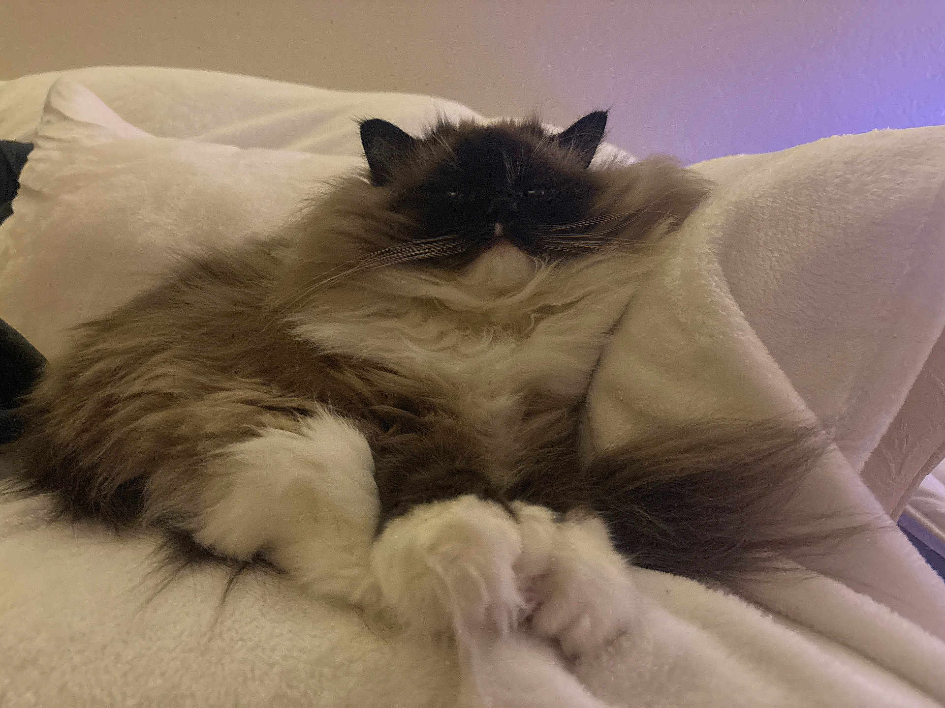 Magnolia is registered to the contest to win money with this photo: cat, feline, fluffy, long_fur, white_paws, brown_fur, whiskers, indoor, blanket, pillow, cozy, relaxed, sleepy, pet, fur, close_up, portrait, resting, soft_texture, living_room