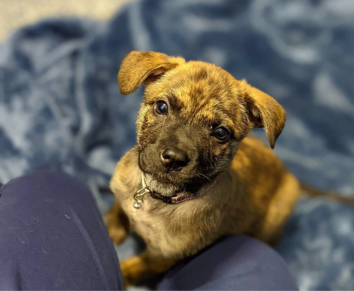 Rae joined the competition — help win amazing prizes! canidae, carnivore, companion_dog, dog, dog_breed, fawn, guard_dog, paw, snout, sporting_group, street_dog, terrestrial_animal, whiskers, wildlife, working_animal, working_dog