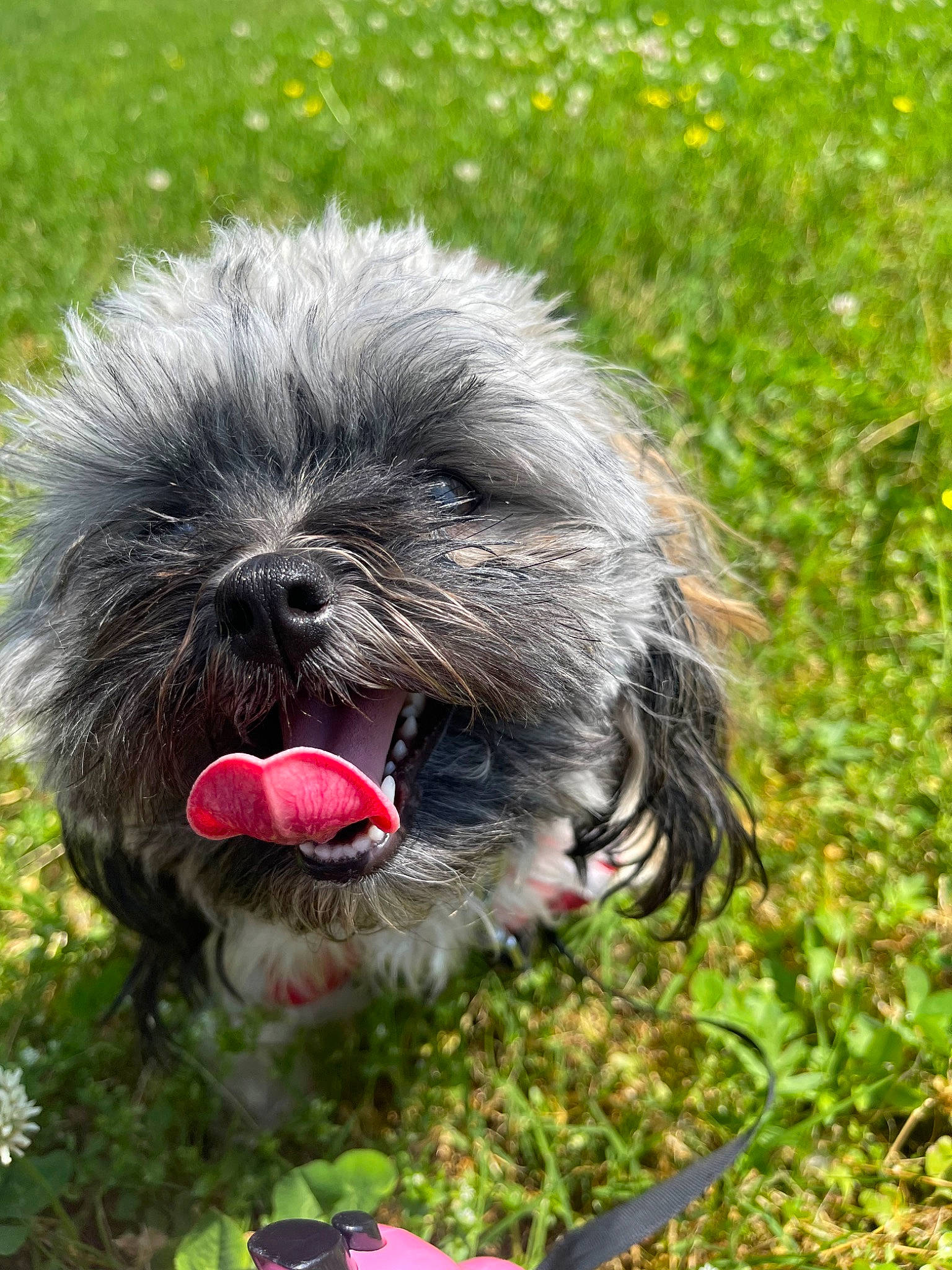 Ophelia is registered to the contest to win money with this photo: canidae, carnivore, companion_dog, dog, dog_breed, dog_supply, fur, grass, liver, maltepoo, plant, shih_poo, shih_tzu, small_terrier, sporting_group, terrestrial_animal, terrier, toy_dog, water_dog, working_animal