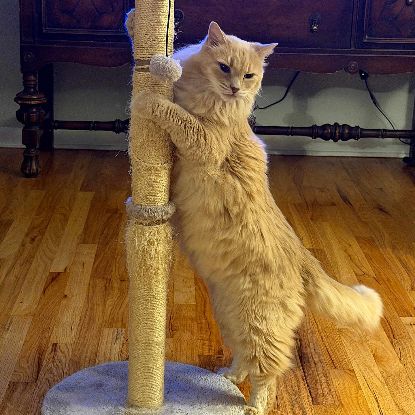Rufus