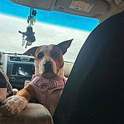 Pumpkin Bruster is registered to the contest to win money with this photo: alert, brown_and_white_coat, car_interior, center_console, companion, cup_holder, dashboard, dog, ears, front_seat, harness, passenger, paw, pet, portrait, raindrops, rearview_decor, seat, travel, windshield