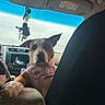 alert, brown_and_white_coat, car_interior, center_console, companion, cup_holder, dashboard, dog, ears, front_seat, harness, passenger, paw, pet, portrait, raindrops, rearview_decor, seat, travel, windshield